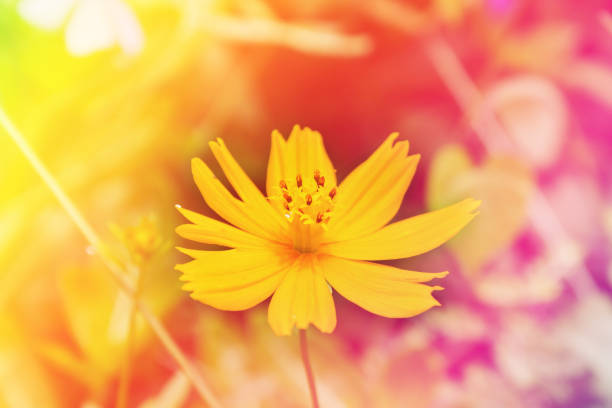 istock Single cosmos flower in pink yellow colour 646268470