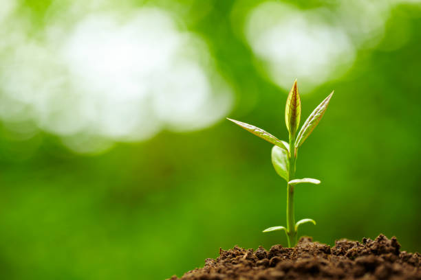 istock Spring Bud Growing with green Nature Background 646271652