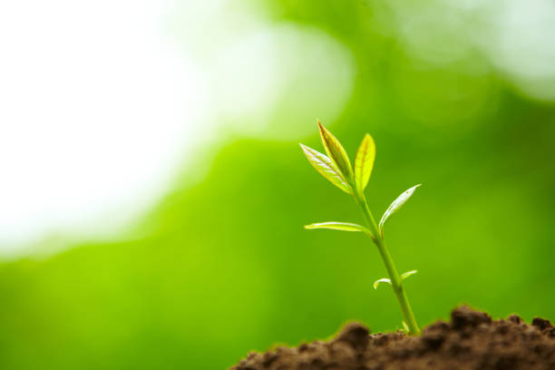 istock Spring Bud Growing with green Nature Background 646271654