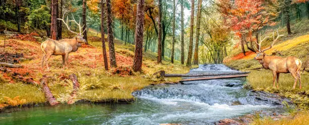 Photo of Forest with deers