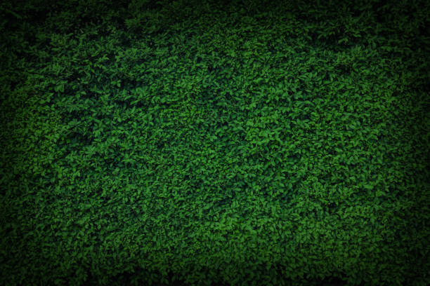 istock green leaves natural wall. 646272974