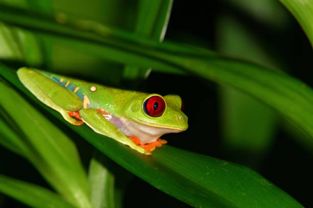 istock red-eyed tree frog in costa rica 646277410