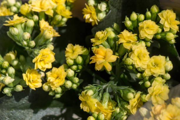 istock Beautiful flowers as a background 646290986