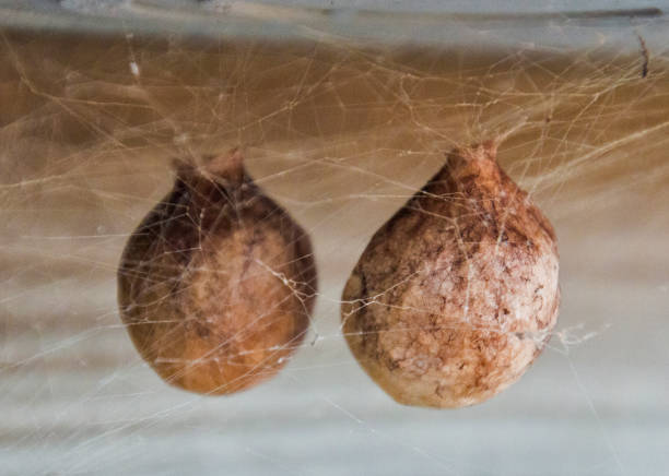 Baby spiders in a black widow nest I am not 100% certain t. Flickr