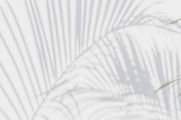 istock shadows palm leaves on a white wall 646307862