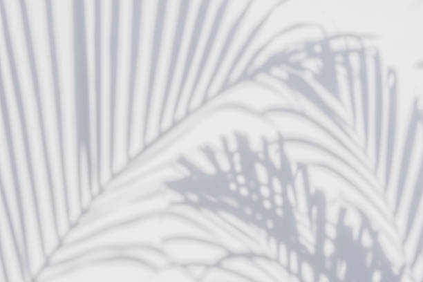 istock shadows palm leaves on a white wall 646307960