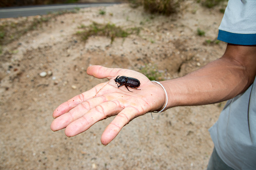Coconut rhinoceros beetle, Indian rhinoceros beetle or Asian rhinoceros beetle Pest on hand.