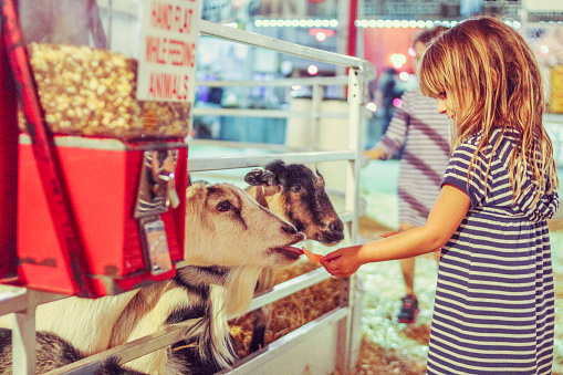 Little girl holds her hand out to feed some hungry goats at a petting zoo