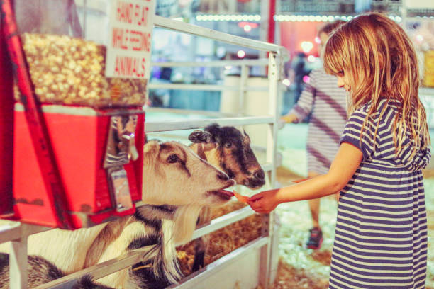 Feeding the animals Little girl holds her hand out to feed some hungry goats at a petting zoo petting zoo stock pictures, royalty-free photos & images