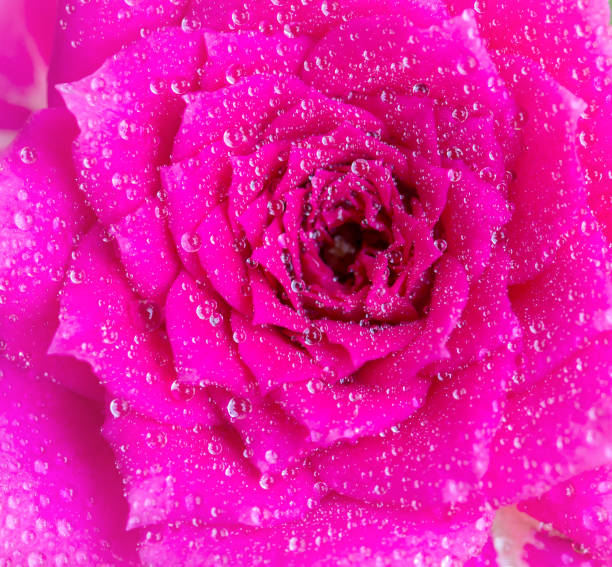 close up of pink rose with water drops stock photo