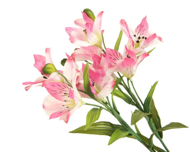 bunch beautiful branch flowering-plant with pink flower, on white background, isolated