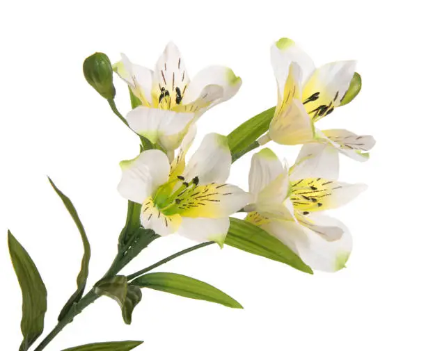 bunch beautiful branch flowering-plant with white flower, on white background, isolated