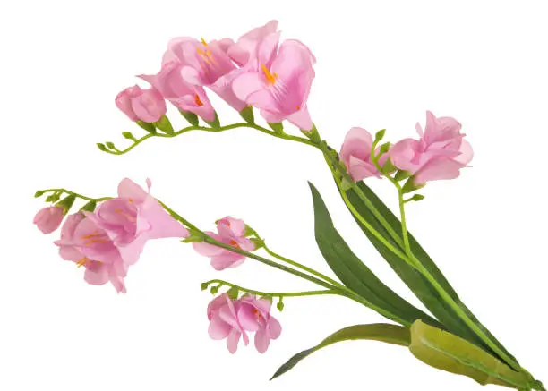 bunch beautiful branch flowering-plant with pink flower, on white background, isolated