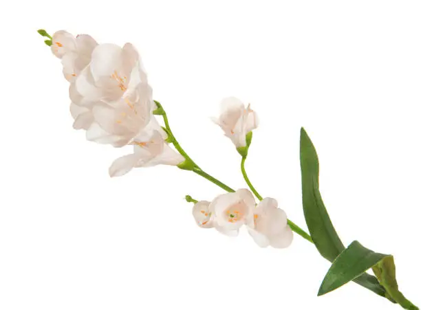 single beautiful branch flowering-plant with white flower, on white background, isolated