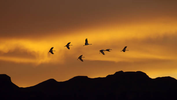 istock Flock of cranes spring or autumn migration 646316188
