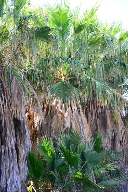 istock Jungle -In the Palm Garden - Palm Leaves - Spain 646319952