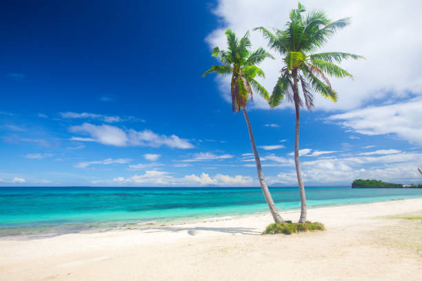 istock tropical beach with coconut palm 646321420