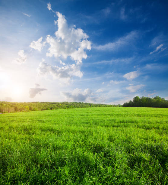 istock Green field with flowers under blue cloudy sky 646322342