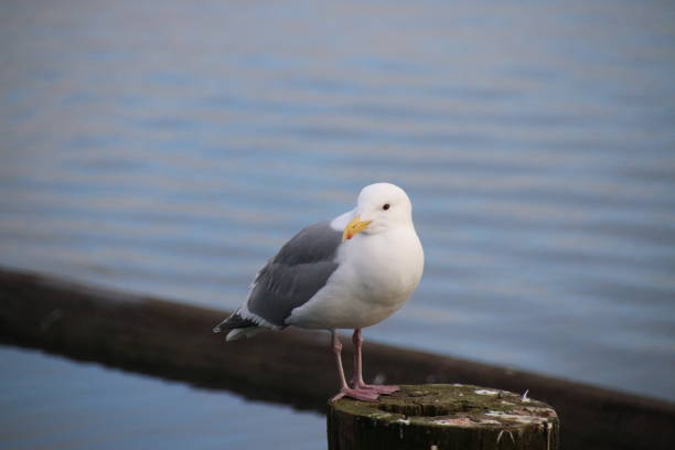 istock Seagulls resting near Comox, British Columbia 646327692