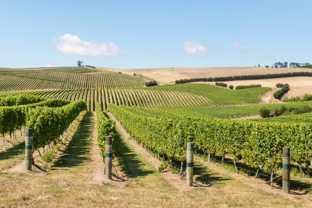 istock grapes growing in vineyard on hills 646332974
