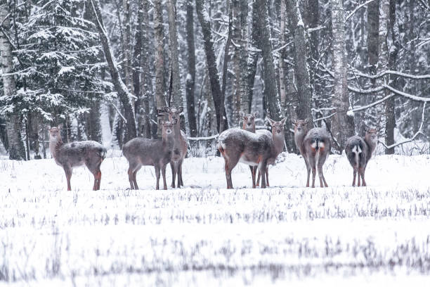 istock Spotted deer in the winter forest 646334024