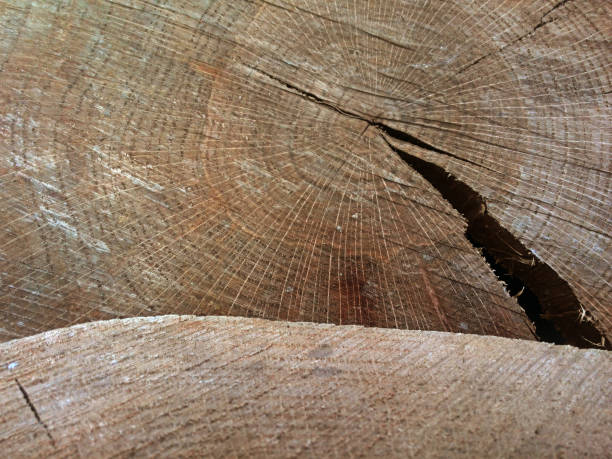 istock lumber timber and logging industry shown with cut tree 646339222