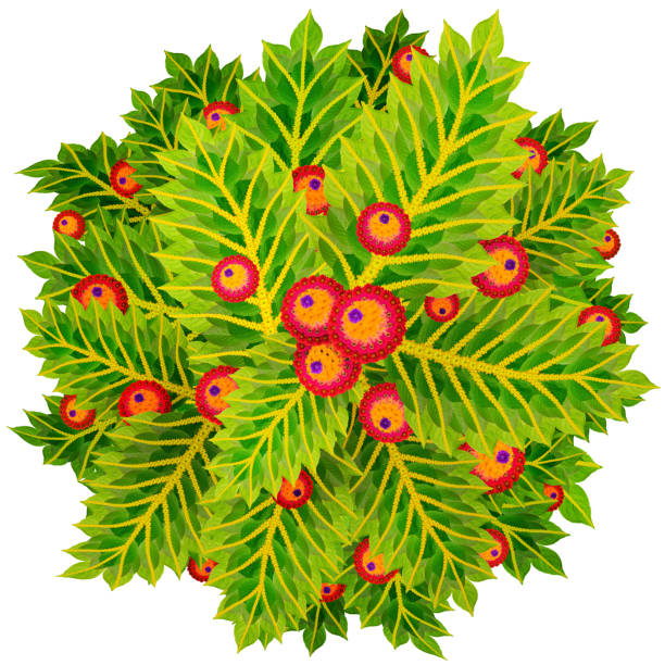 Christmas   Holly circle wreath  abstract image. Isolated handmade siimple collage from plants and flowers