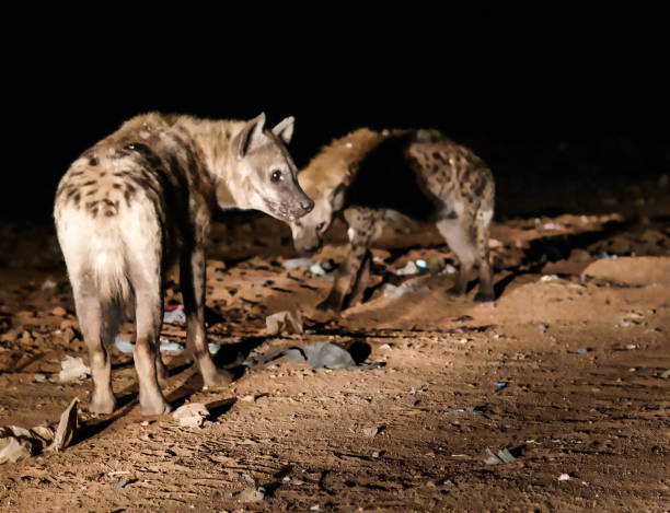 istock Feeding of spotted hyenas, Harar Ethiopia 646349860