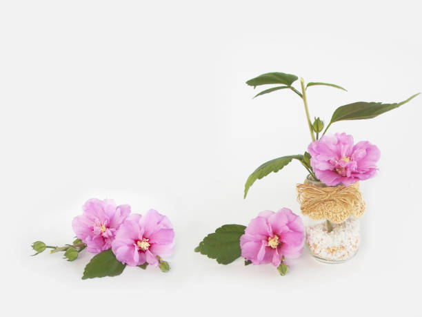 istock Purple hibiscus flower 646350836
