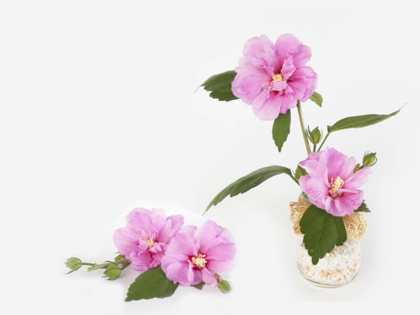 istock Purple hibiscus flower 646350964