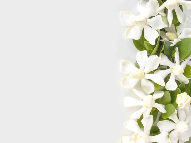 istock Gardenia flower 646351728