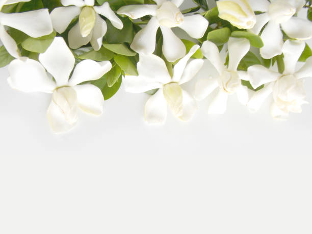 istock Gardenia flower 646351770