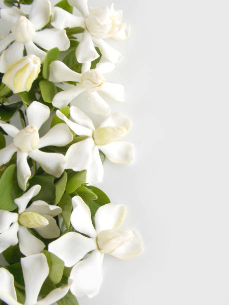 istock Gardenia flower 646352074