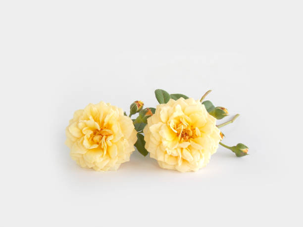 istock English rose bouquet 646352466