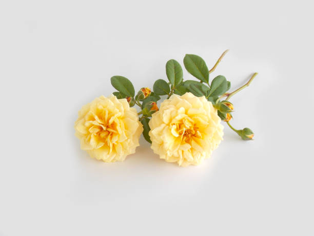 istock English rose bouquet 646352508