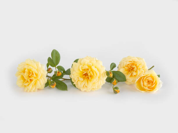 istock English rose bouquet 646352538