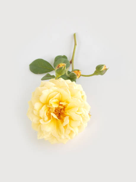 istock English rose bouquet 646352600