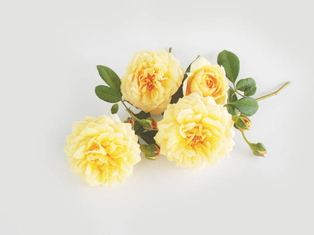 istock English rose bouquet 646352652
