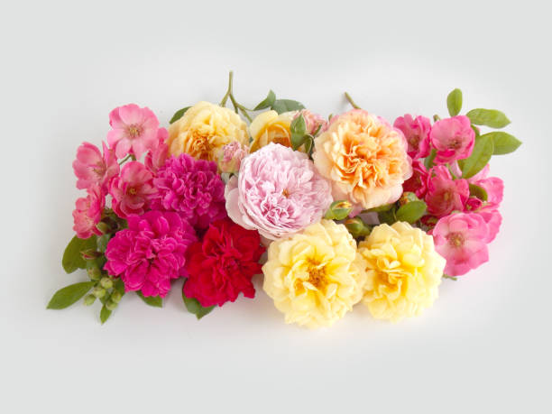 istock English rose bouquet 646352782