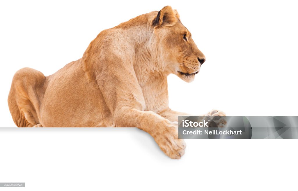 Isolated female lion on white background with paw hanging over blank sign for copy. Lion - Feline Stock Photo
