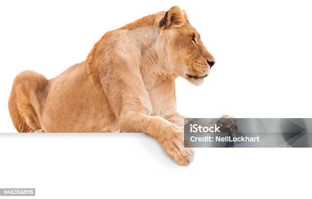 Isolated Female Lion On White Background With Paw Hanging Over Blank Sign For Copy Stock Photo - Download Image Now