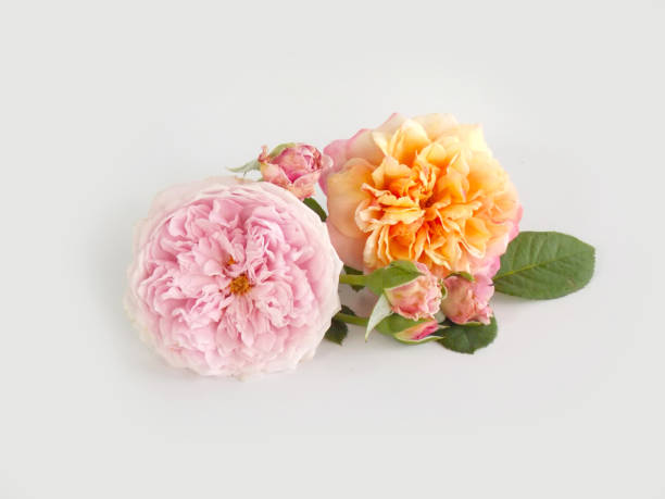 istock English rose bouquet 646357274