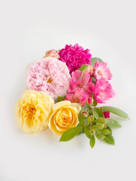 istock English rose bouquet 646357306