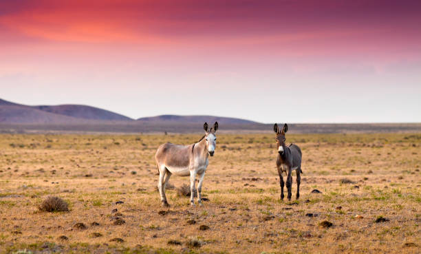istock Donkey in the Nevada desert at sunset 646360528