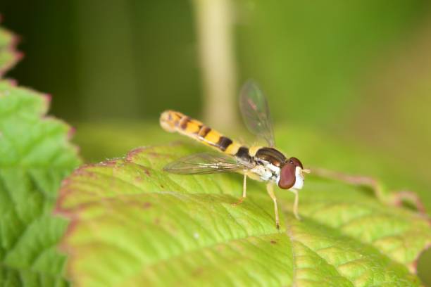 sphaerophonie schön - hoverfly nature white yellow stock-fotos und bilder