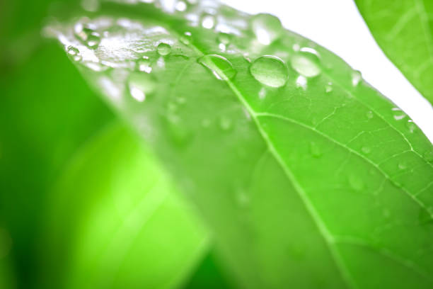 istock Close up fresh green leaf and water drop in nature 646361938