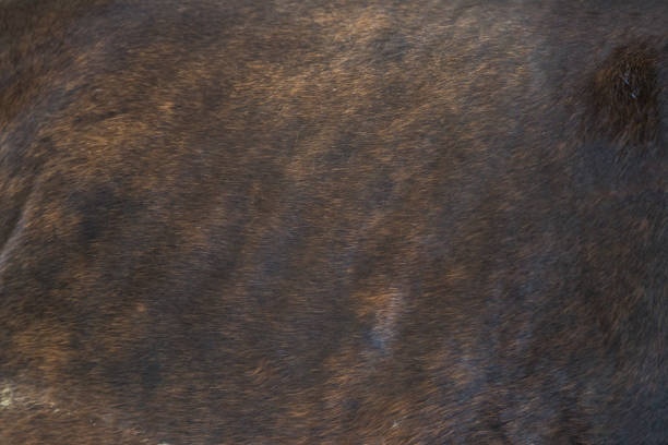 istock background of horse skin 646362116