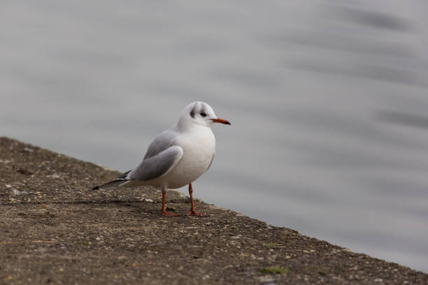 istock portrait of natural common black-headed gull (Larus ridibundus) 646364264