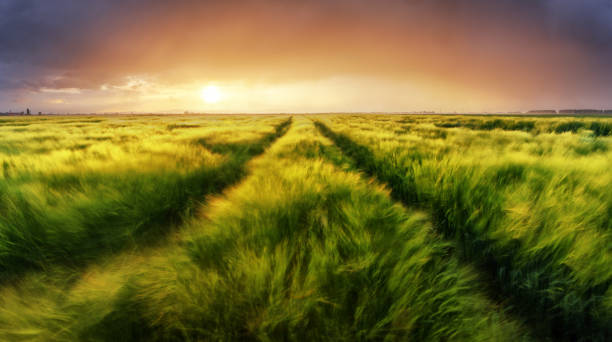 istock Wheat field green grass landscape sunset 646367538