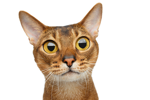 Portrait of amazement Abyssinian cat with big eyes stare surprized isolated on white Background, front view